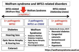 A mild form of Wolfram syndrome in the Ashkenazi Jewish population – WFS1 p.Arg558Cys